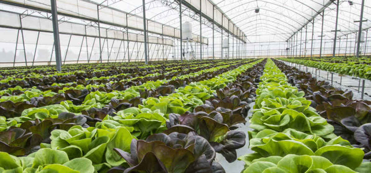 ݪֲ/��ֳ��ҵ���²�ů