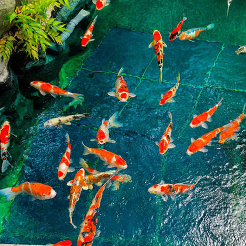 97�������԰���������