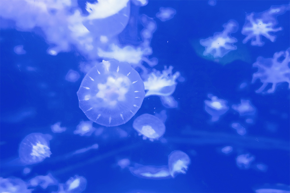 �����ˮ���óͷ�װ��