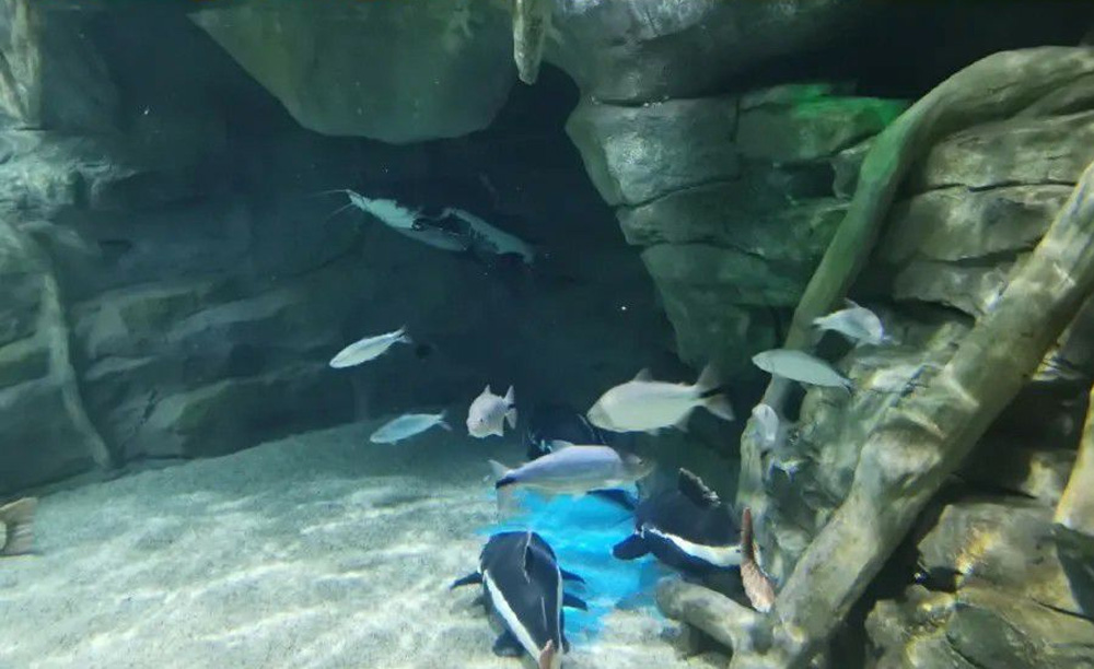 97����-����Ʒ��,Դ������