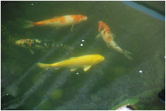 �������ˮ���óͷ�װ������Щ����������������