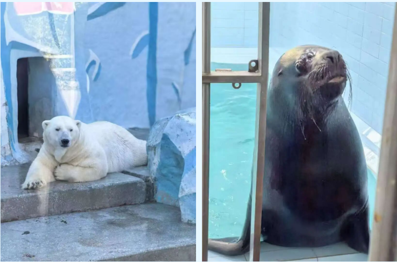 97����-����Ʒ��,Դ������